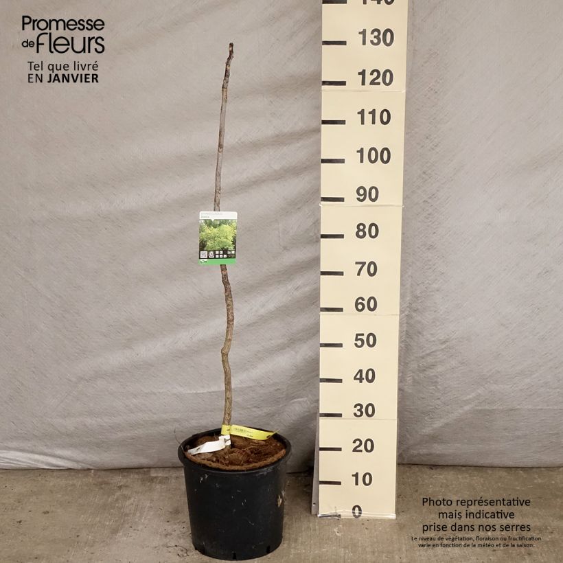 Gymnocladus dioica - Chicot du Canada en pot de 12L/15L Ejemplar entregado en invierno