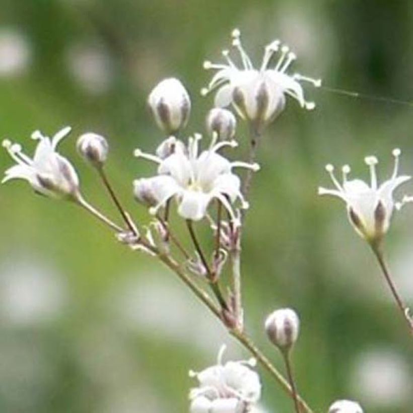 Gypsophila paniculata White Festival (Floración)