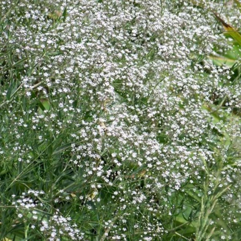 Gypsophila paniculata White Festival (Porte)