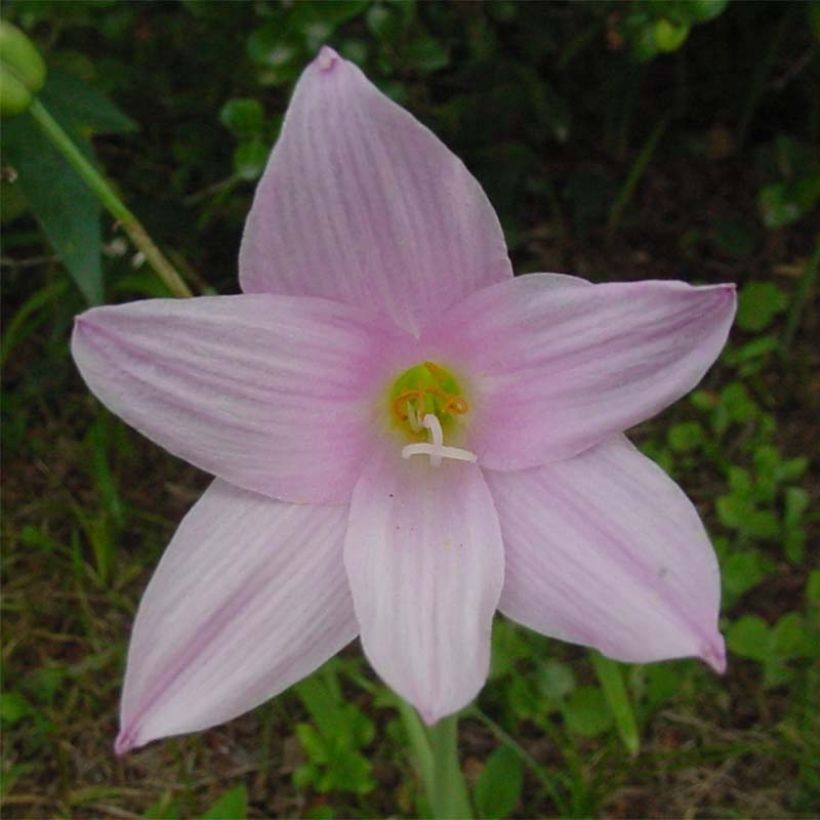 Habranthus robustus - Cebolleta rosada (Floración)