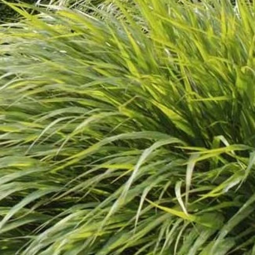 Hakonechloa macra - Hierba de Hakone (Follaje)