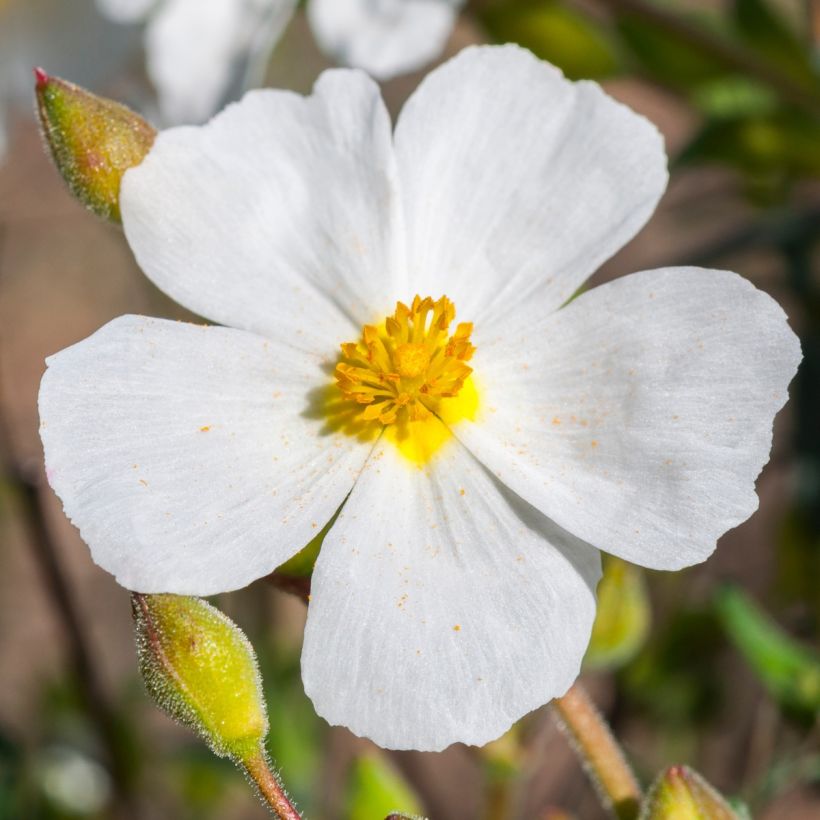 Halimio April Snow - Halimium umbellatum (Floración)