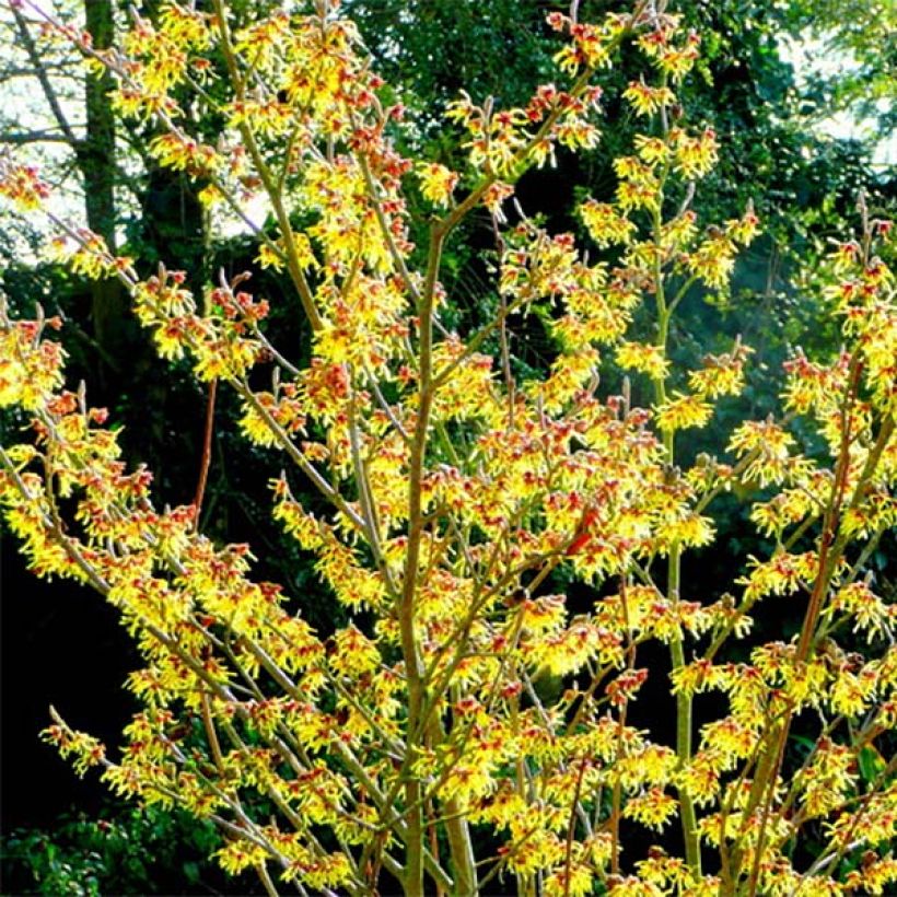 Hamamelis intermedia Arnold Promise (Porte)