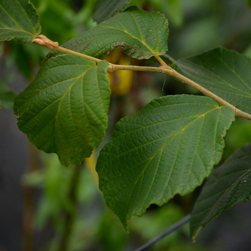 Hamamelis intermedia Diane (Follaje)