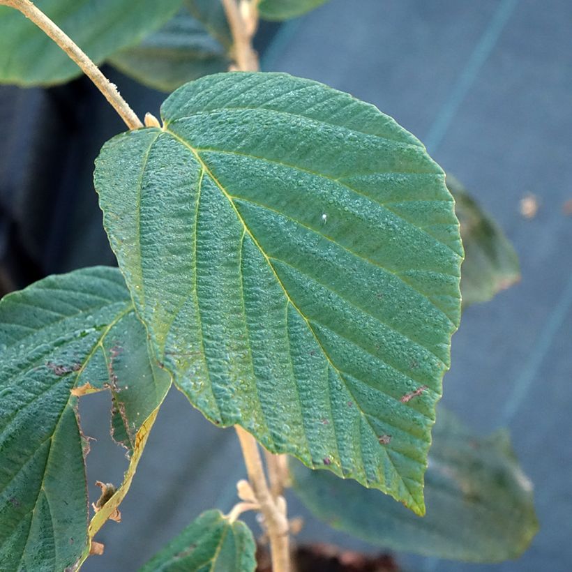 Hamamelis intermedia Barmstedt Gold (Follaje)