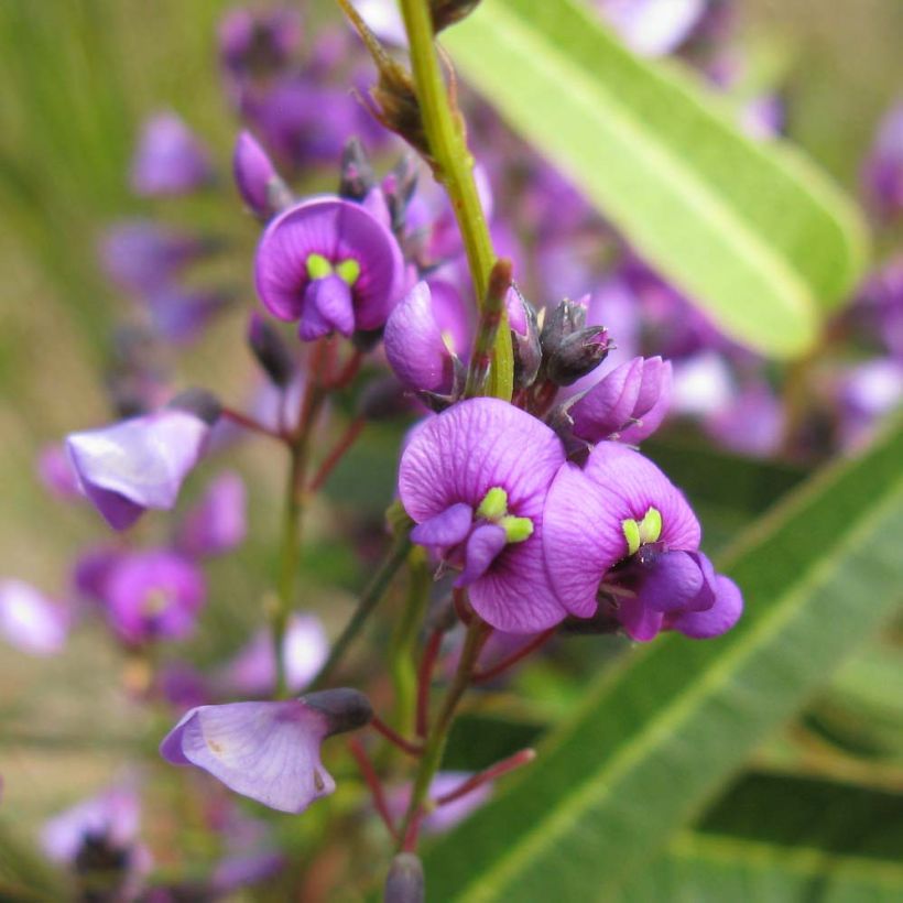 Hardenbergia violacea - Guisante de coral púrpura (Floración)