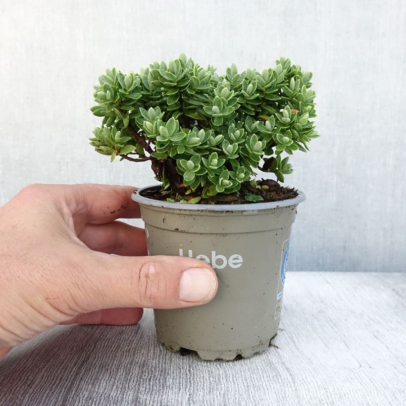 Ejemplar de Hebe Cobb Valley - Véronique arbustive Pot de 10cm entregado en otoño