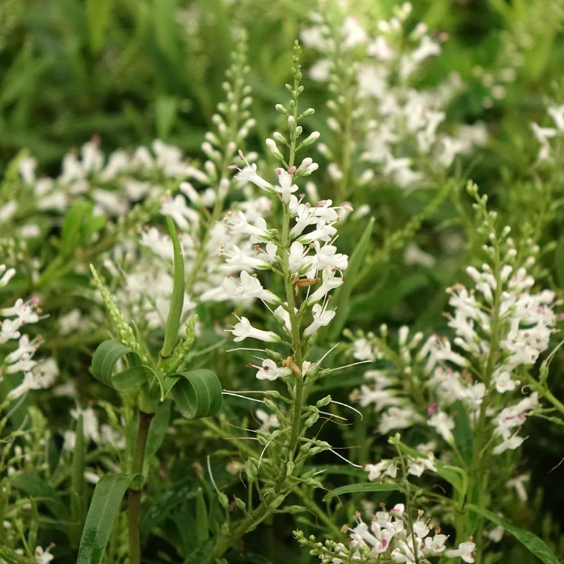 Hebe Kirkii (Floración)