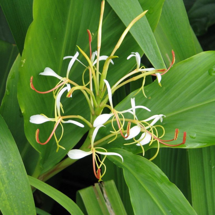 Hedychium spicatum (Floración)