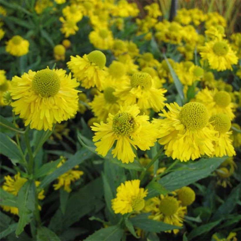 Helenium Double Trouble (Floración)