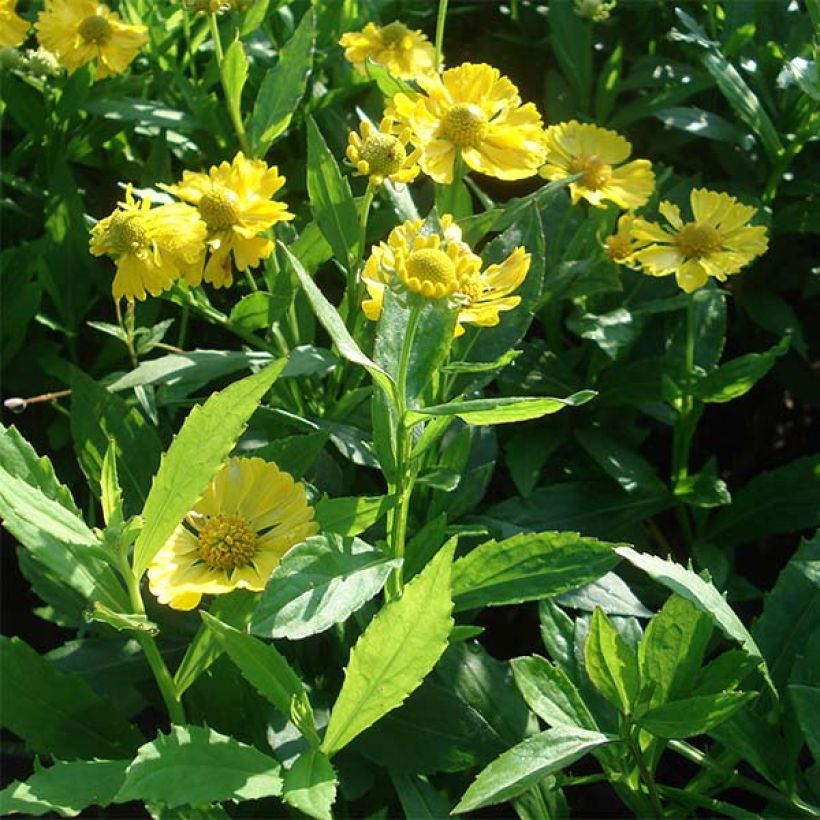 Helenium Double Trouble (Porte)