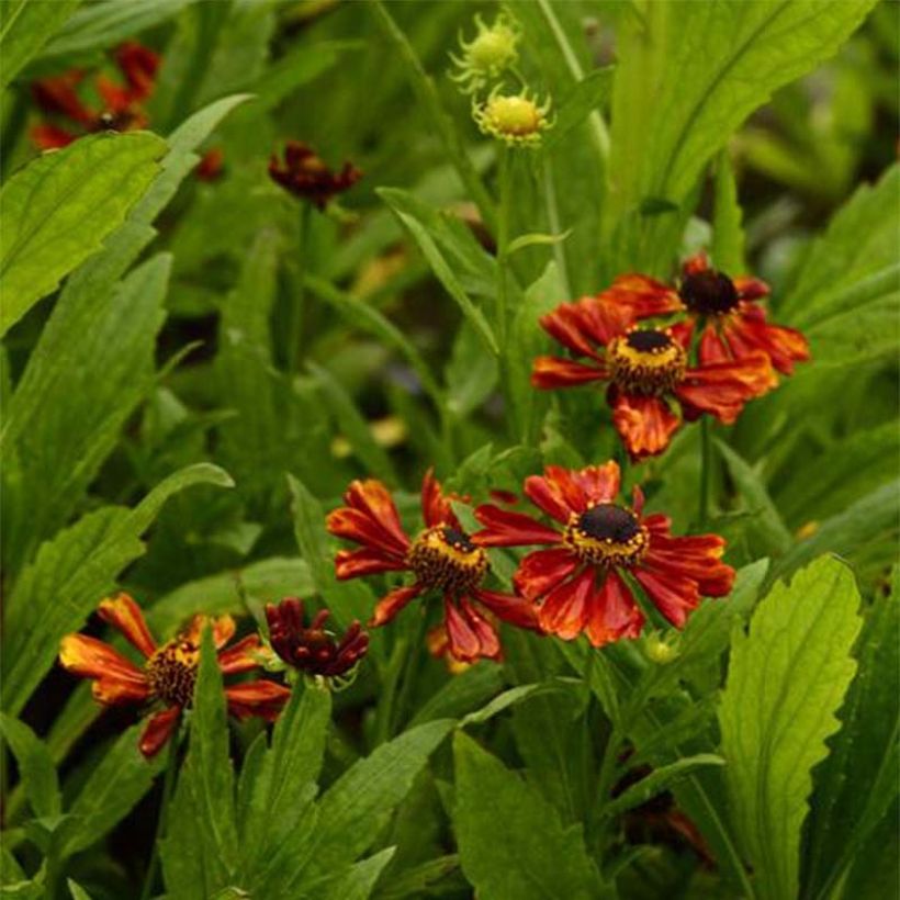 Helenium Flammendes Katchen (Floración)