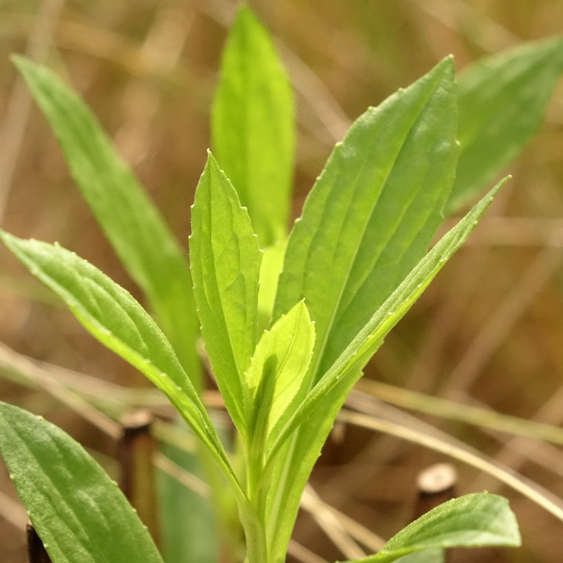 Helenium Kugelsonne (Follaje)