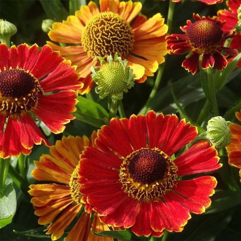 Helenium Poncho (Floración)