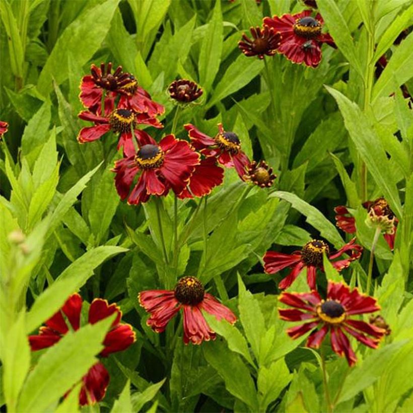 Helenium Potter's Wheel (Floración)