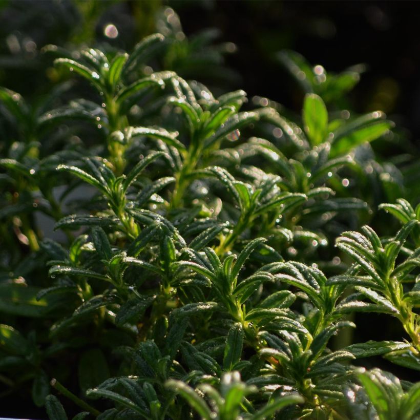 Helianthemum Hartswood Ruby (Follaje)