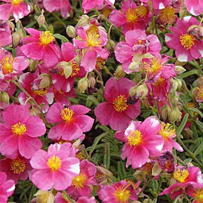 Helianthemum Raspberry Ripple (Floración)