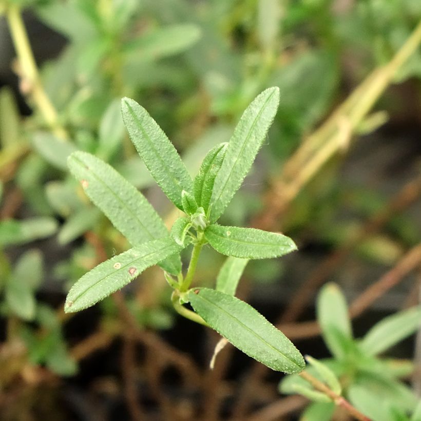 Helianthemum Cerise Queen (Follaje)