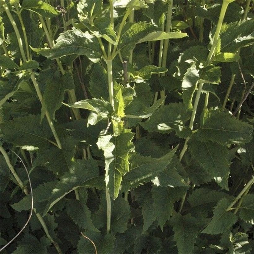 Heliopsis helianthoides var. scabra Venus (Follaje)