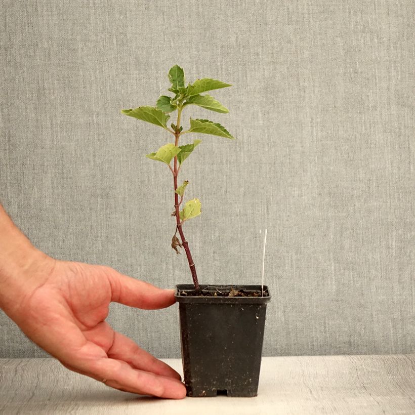 Ejemplar de Heliopsis helianthoides var. scabra Venus Maceta de 8/9 cm entregado en verano