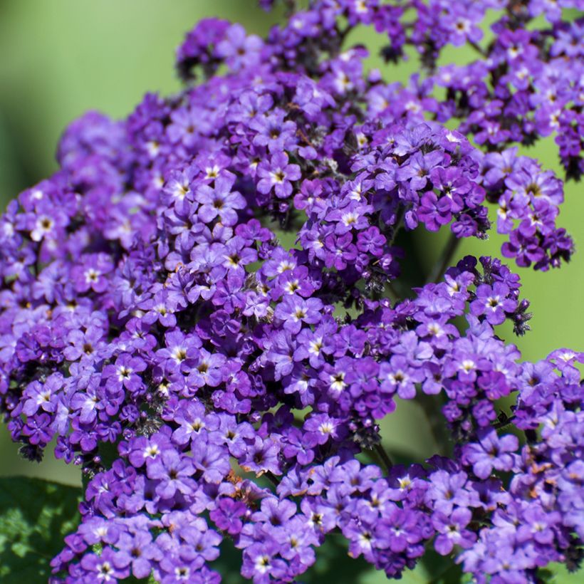 Heliotropium arborescens Marine (Floración)