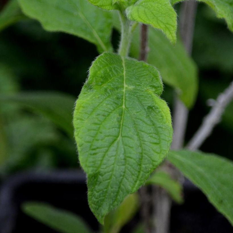 Heliotropium arborescens Marine (Follaje)