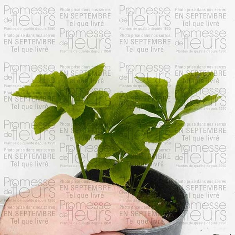 Ejemplo de ejemplar de Helleborus abchasicus - Hellébore d'Abkhazie Pot de 12 cm tal y como se entrega