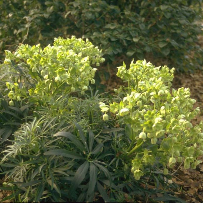 Eléboro fétido - Helleborus foetidus (Porte)