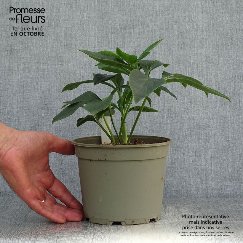 Ejemplar de Hellébore orientale Abricot guttatus Pot de 2L/3L entregado en otoño