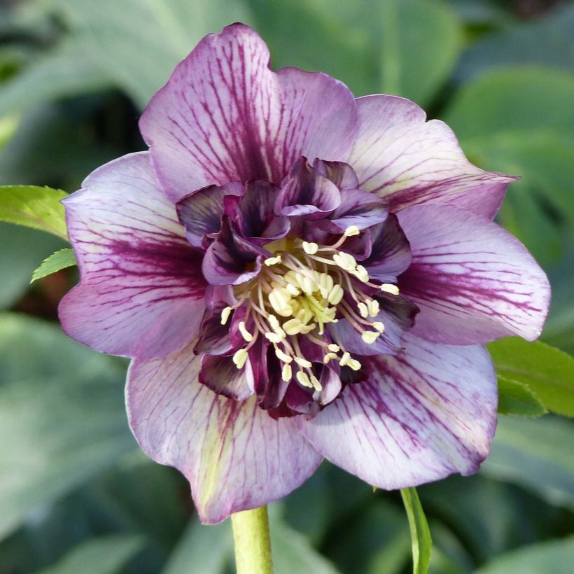 Eléboro oriental Anemone Picotee (Floración)