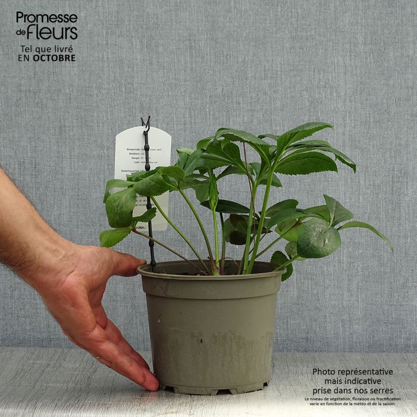 Ejemplar de Hellébore orientale Blanc Pot de 2L/3L entregado en otoño