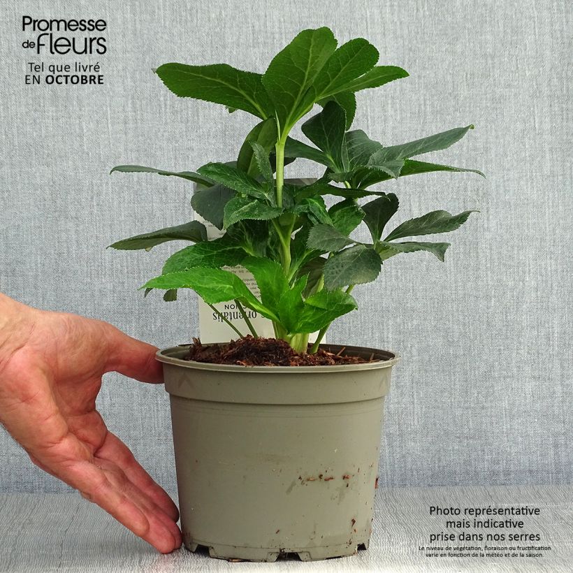 Ejemplar de Hellébore orientale Double Aubergine liseré Blanc Pot de 2L/3L entregado en otoño