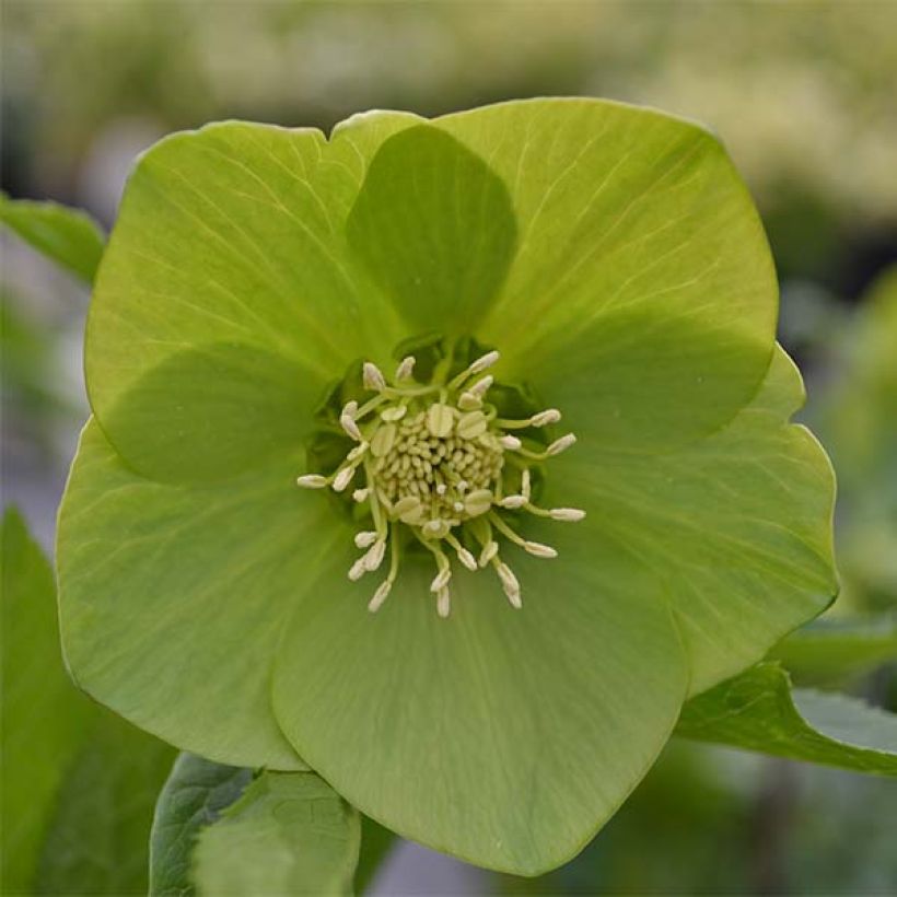 Eléboro Green-flowered - Eléboro (Follaje)