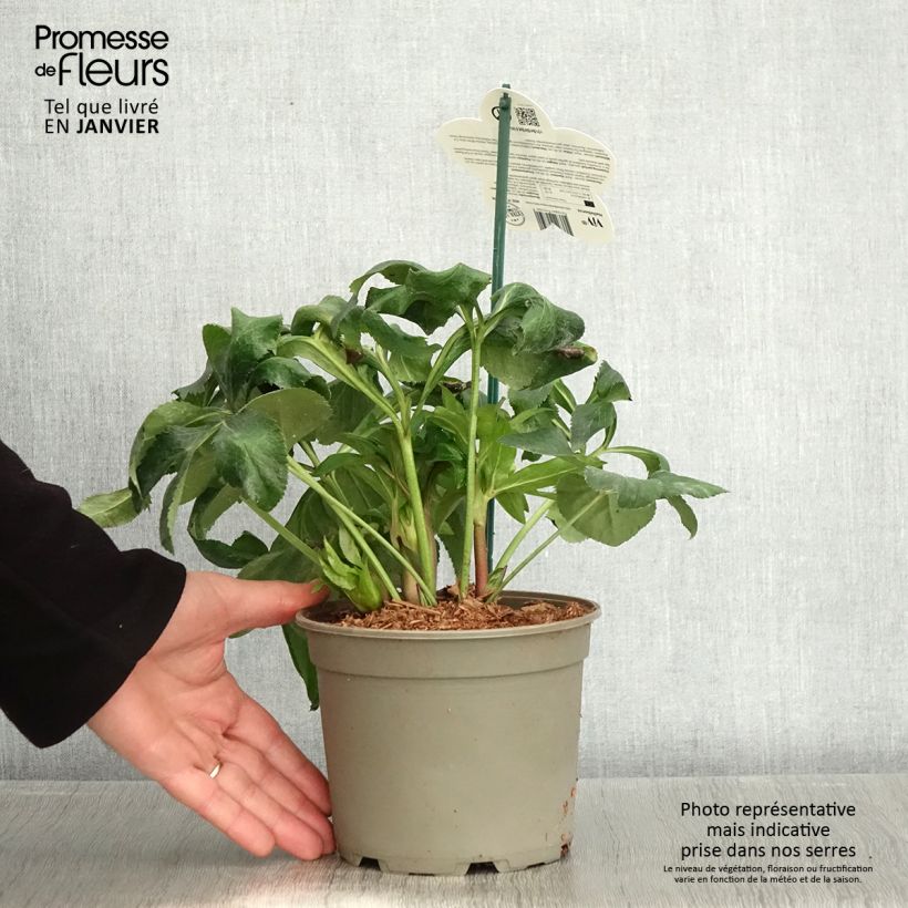 Hellébore orientale ViV Benedetta Pot de 2L/3L Ejemplar entregado en invierno