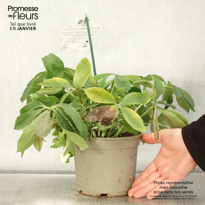 Hellébore orientale ViV Clarissa Pot de 2L/3L Ejemplar entregado en invierno