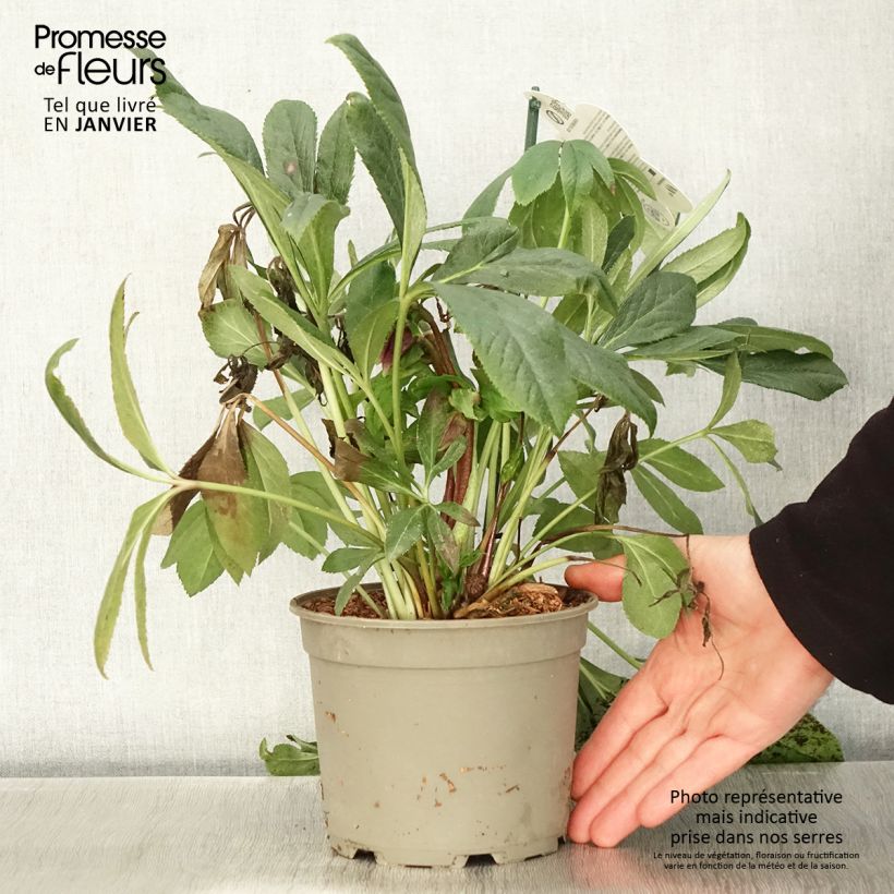 Hellébore orientale ViV Eloisa Pot de 2L/3L Ejemplar entregado en invierno