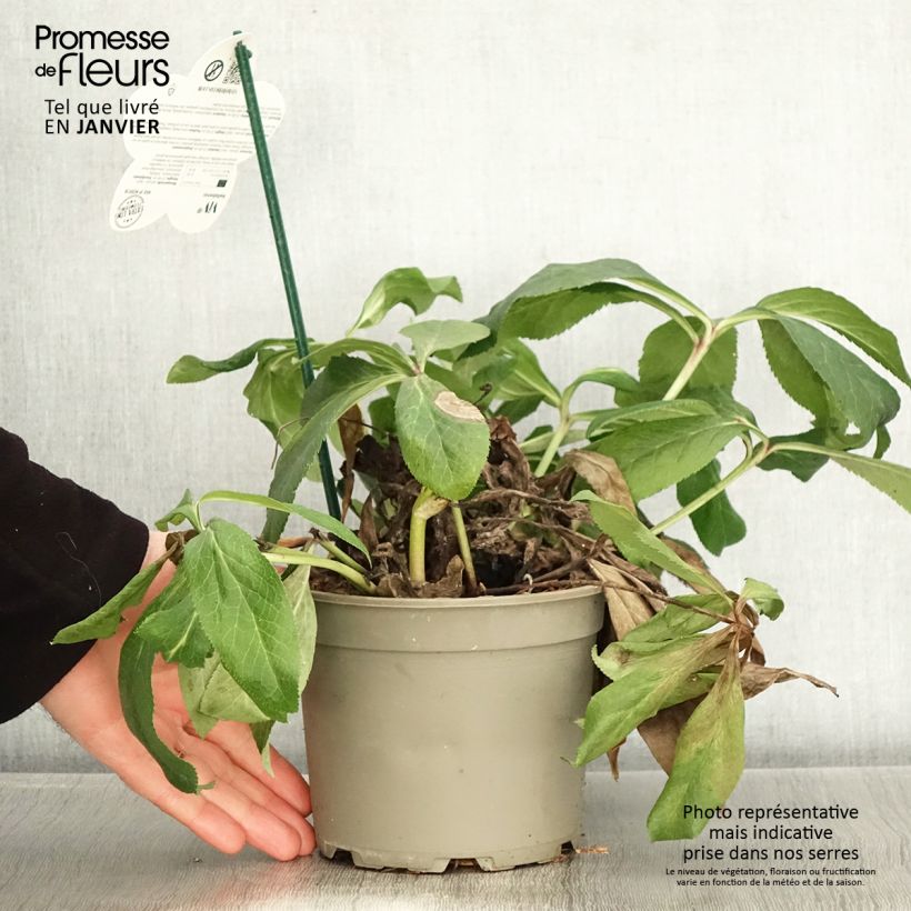 Hellébore orientale ViV Gianina Pot de 2L/3L Ejemplar entregado en invierno