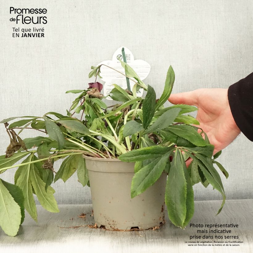 Hellébore orientale ViV Liliana Pot de 2L/3L Ejemplar entregado en invierno