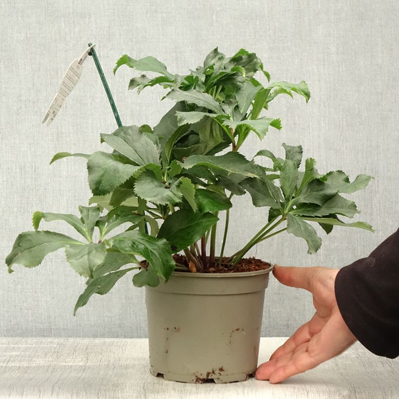 Ejemplar de Hellébore orientale ViV Stefania Pot de 2L/3L entregado en otoño