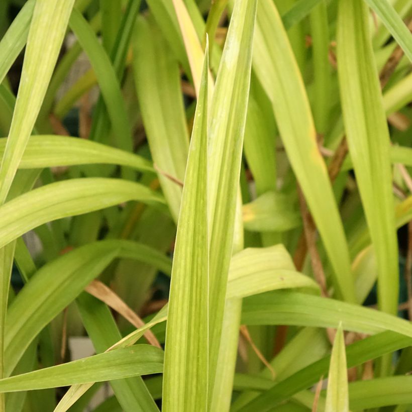 Hemerocallis Arctic Snow (Follaje)