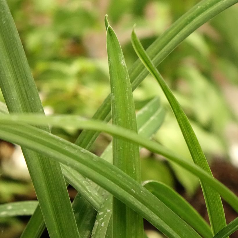 Hemerocallis Arctic Snow (Follaje)