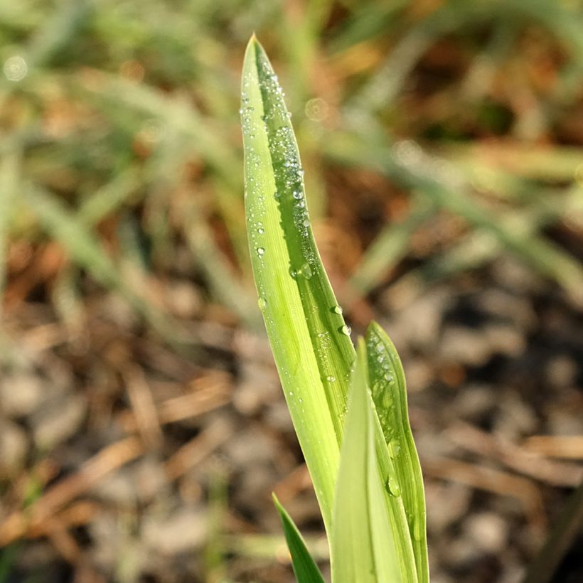 Hemerocallis Baracuda Bay (Follaje)