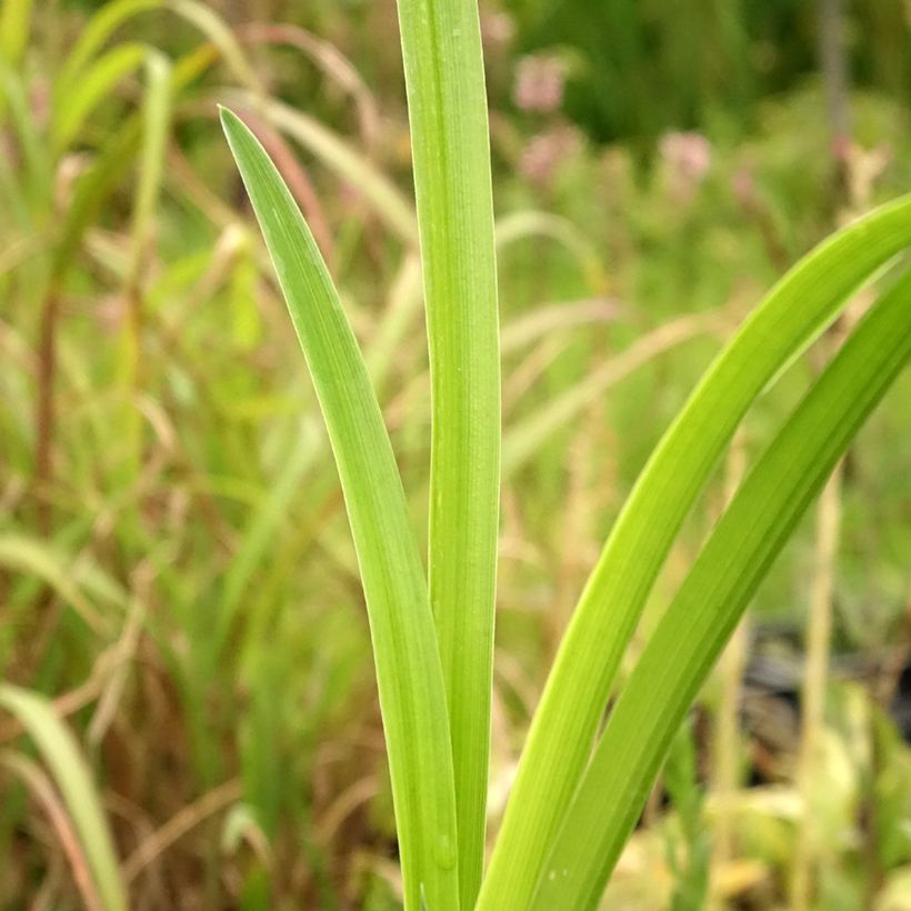 Hemerocallis Bela Lugosi (Follaje)