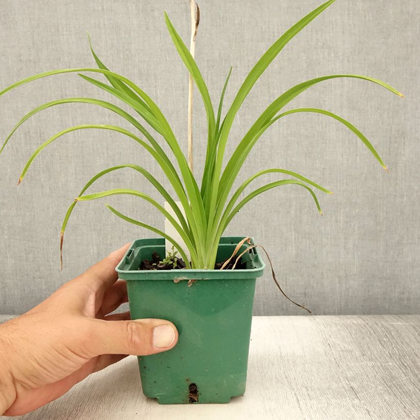 Ejemplar de Hemerocallis Burning Daylight Maceta de 8/9 cm entregado en verano