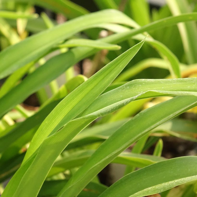 Hemerocallis Calico Jack (Follaje)