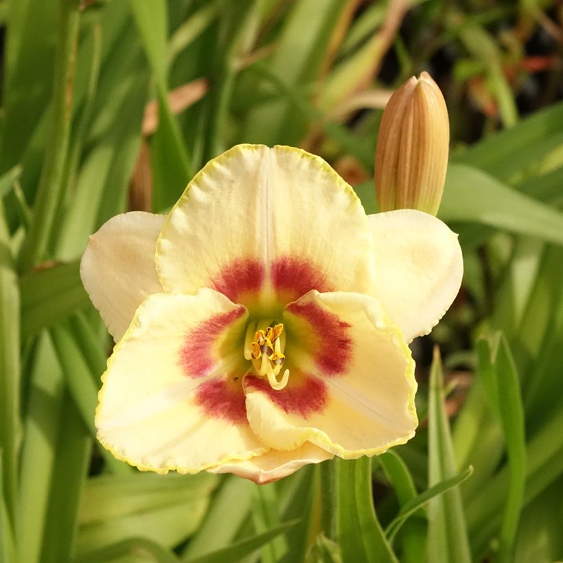 Hemerocallis Custard Candy (Floración)