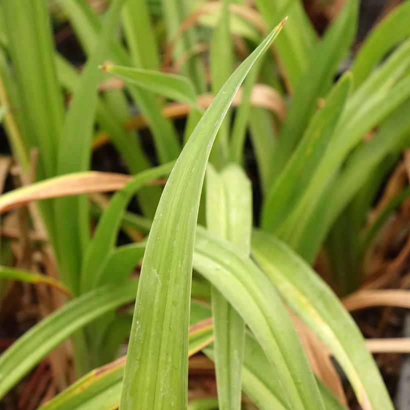 Hemerocallis Daring Deception (Follaje)