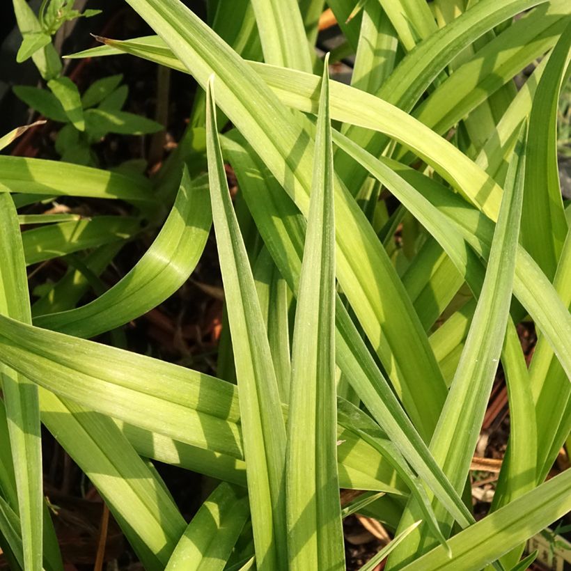 Hemerocallis Dream Legacy (Follaje)