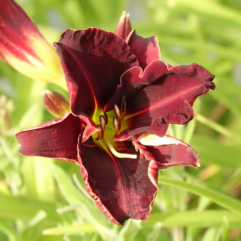 Hemerocallis Ed Murray (Floración)