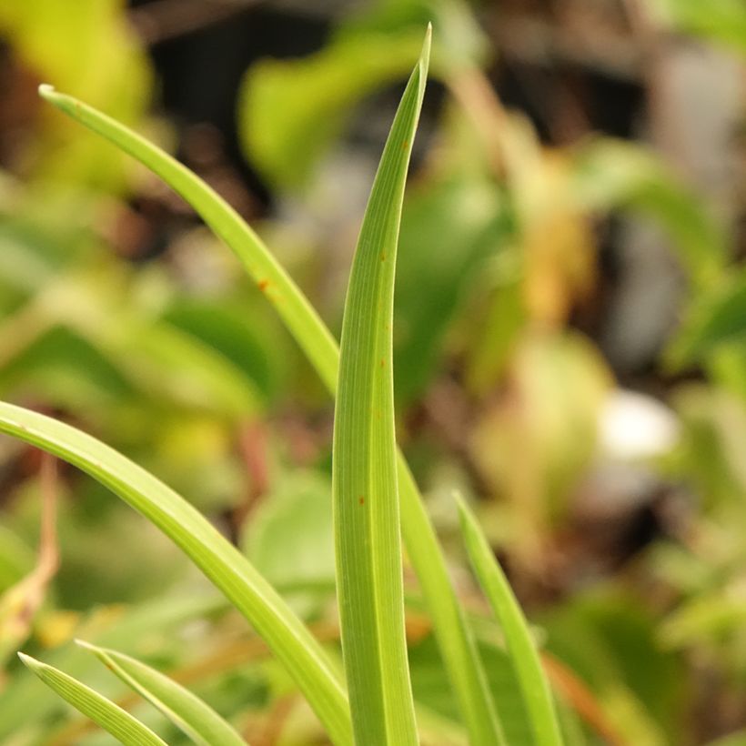 Hemerocallis Exotic Treasure (Follaje)